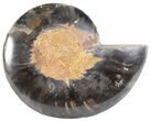 Split Black/Orange Ammonite (Half) - Unusual Coloration #55689-1
